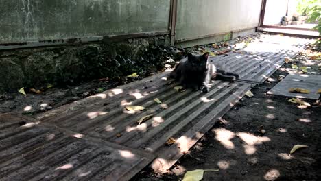 große-flauschige-graue-Katze-liegt-im-Schatten