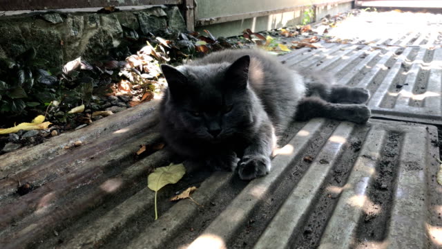 flauschige-graue-Katze-ruht-auf-der-Straße-im-Schatten