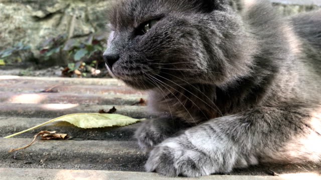 flauschige-graue-Katze-mit-runden-Augen-im-freien