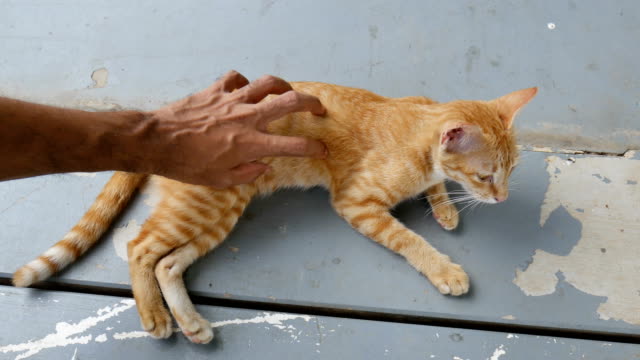 Katze-auf-Boden-während-Mann-Hand-Scratch-und-tappen-auf-seinem-Körper