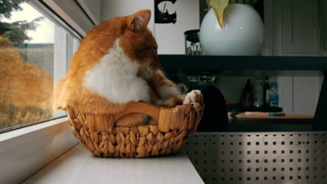 Katze-in-einem-kleinen-Weidenkorb