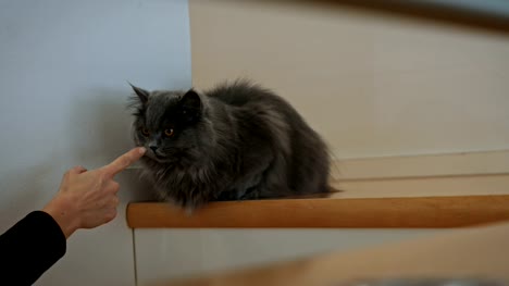 Gato-británico-de-pelo-largo-y-un-dedo-humano