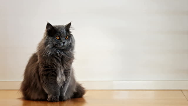 British-Longhair-Cat-Standing-on-a-Hardwood-Floor-2