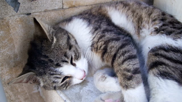 Heimatlose-Katze-schläft-auf-der-Straße-im-Sommer