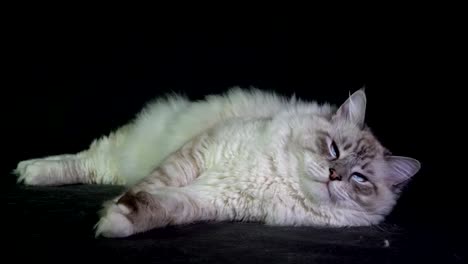 lustige-weiße-flauschige-blauäugige-Katze-überwacht-den-Laserstrahl