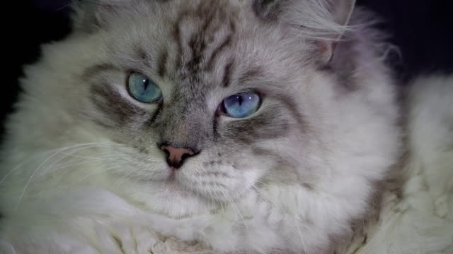 funny-white-fluffy-blue-eyed-cat-monitors-the-laser-beam