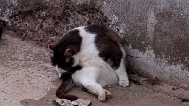 Funny-cat-sitting-near-wall