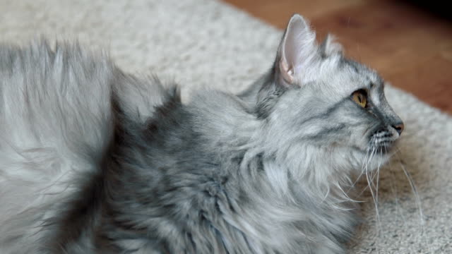 Graue-flauschige-Katze-ruht-auf-dem-Teppich