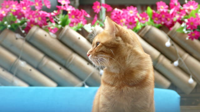Katze-stehen-dort-mit-einer-schönen-Blume-Hintergrundfarbe
