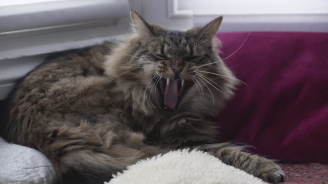 Cat-yawning