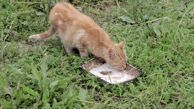 Pelirrojo-gato-comiendo