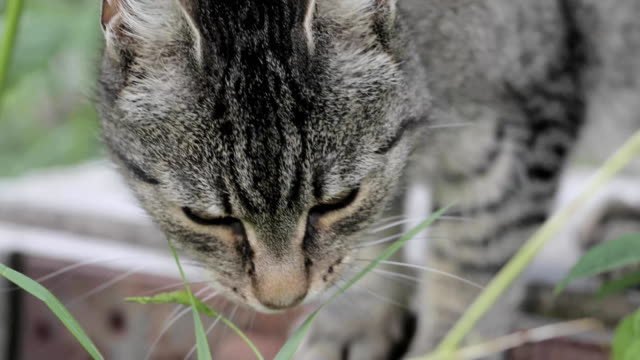 Cat-in-the-grass-outdoor