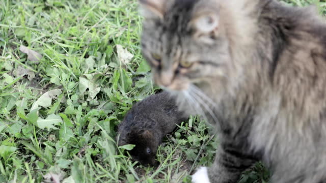 Katze-fangen-eine-Maus