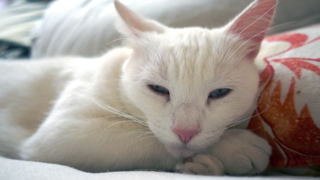 Eine-weiße-Katze-ist-Uf-von-Nickerchen-erwacht.