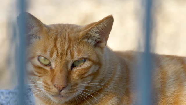 Close-up-Cat