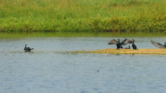 Aves-en-humedal-de-salvaje:-Phalacrocorax-carbo