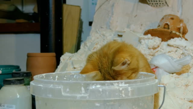 Kitten-looks-in-bucket-of-paint