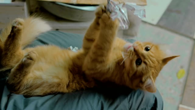 Kitten-playing-with-string-toy