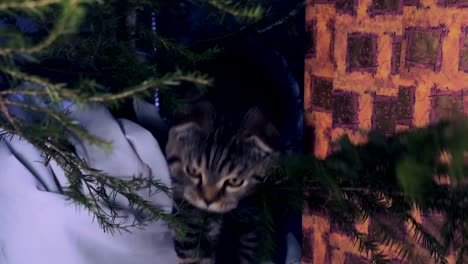 Katze-in-der-Nähe-der-Weihnachtsbaum-und-Geschenke