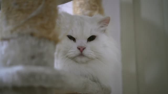 hermoso-gato-persa-blanco-jugando-y-mirando-a-la-cámara-4k