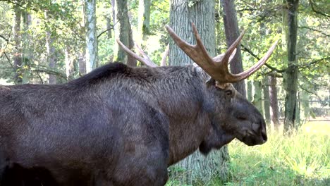 Elk,-Alces-alces,-moose-antlers,-horns,-bull-elk,-european-elk,-Elchbulle,-Elch,-Schaufelgeweih,Wildpark,-4K