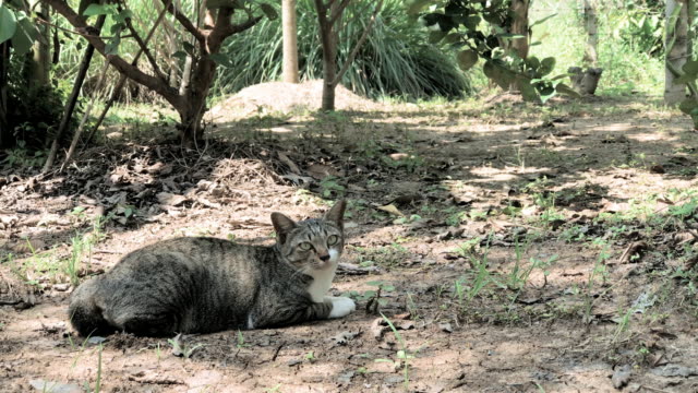 Domestic-cat-laying-on-soil-land