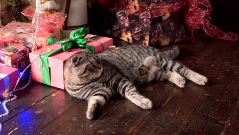 Gato-cerca-del-árbol-de-Navidad-y-regalos