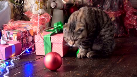 Katze-in-der-Nähe-der-Weihnachtsbaum-und-Geschenke