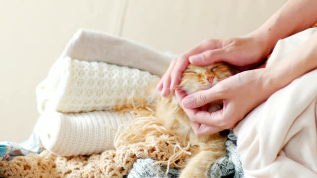 Cute-ginger-cat-sleeps-on-a-pile-of-knitted-clothes.-Warm-knitted-sweaters-and-scarfs-are-folded-in-heaps.-Fluffy-pet-is-dozing-among-cardigans.-Man-strokes-his-pet.-Cozy-home-background