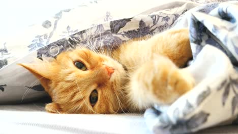 Cute-ginger-cat-lying-in-bed-under-a-blanket.-Fluffy-pet-comfortably-settled-to-sleep.-Cozy-home-background-with-funny-pet