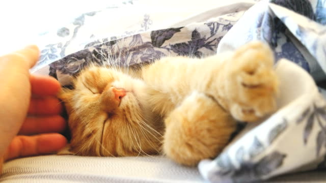 Cute-ginger-cat-lying-in-bed-under-a-blanket.-Fluffy-pet-comfortably-settled-to-sleep.-Man-stroking-a-cat.-Cozy-home-background-with-funny-pet