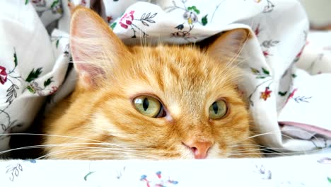 Lindo-gato-jengibre-acostado-en-la-cama-bajo-una-manta.-Animal-doméstico-mullido-colocado-cómodamente-a-dormir.-Fondo-casa-acogedora-con-mascota-divertida