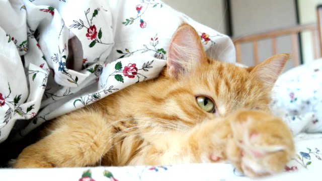 Lindo-gato-jengibre-acostado-en-la-cama-bajo-una-manta.-Animal-doméstico-mullido-colocado-cómodamente-a-dormir.-Fondo-casa-acogedora-con-mascota-divertida