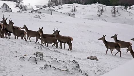 White-Tailed-Deer-In-The-Snow,-uhd-stock-video