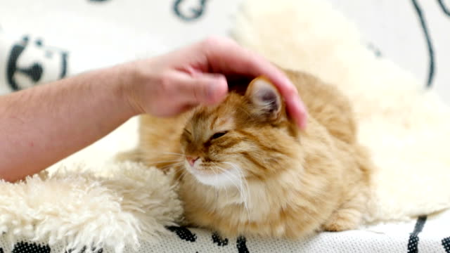 Cute-ginger-cat-lying-in-bed.-Men-strokes-fluffy-pet,-it-purrs