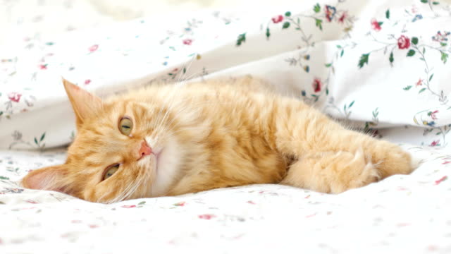 Cute-ginger-cat-lying-in-bed.-Fluffy-pet-comfortably-settled-to-sleep-under-blanket.-Cozy-home-background-with-funny-pet