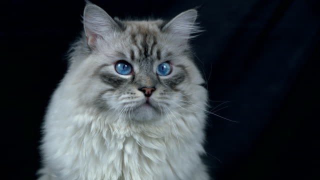 intelligente-flauschige-Sibirische-Katze