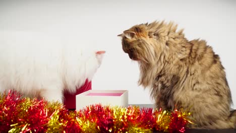 Celebrar-la-Navidad-con-gato-persa-precioso-y-una-caja-de-regalo-hermosa:-4k