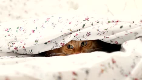 Cute-ginger-cat-lying-in-bed,-hiding-from-baby-boy.-Men-raises-the-blanket