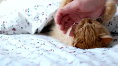 Süße-Ingwer-Katze-im-Bett-liegend.-Männer-streichelt-flauschige-Tier,-es-beginnt-zu-spielen-und-beißen