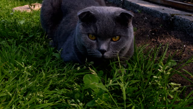 Gato-gris-acostado-en-la-hierba-y-mirando-a-la-cámara