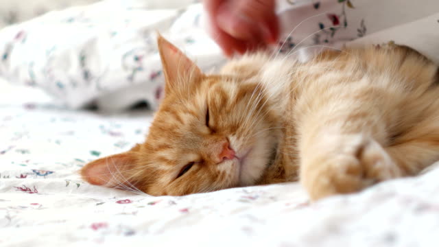 Süße-Ingwer-Katze-im-Bett-liegend.-Männer-Striche-flauschige-Tier,-schnurrt-es