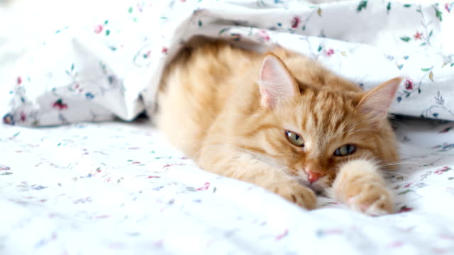 Süße-Ingwer-Katze-im-Bett-liegend.-Flauschige-Tier-ließ-sich-bequem-unter-der-Decke-schlafen.-Gemütliches-Zuhause-Hintergrund-mit-lustigen-Haustier