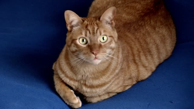 schöne-orange-Katze-auf-blauem-Sofa-in-die-Kamera-schaut