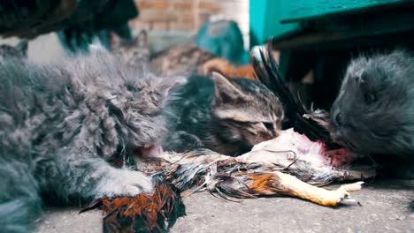 Streunende-hungrige-Kätzchen-frisst-einen-Gefangenen-Vogel-auf-der-Straße