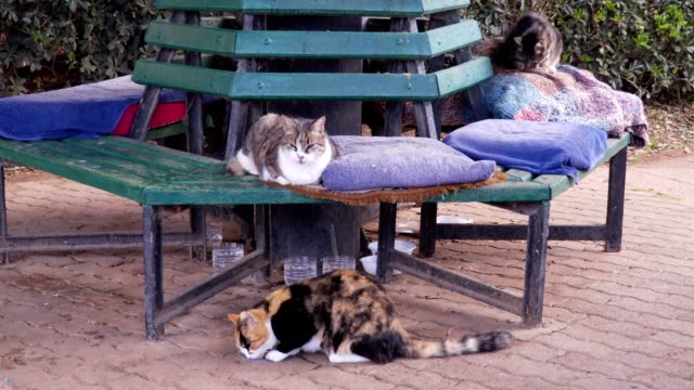 three-cats-in-a-park-while-relaxing-and-eating