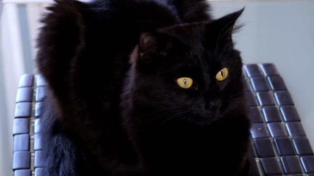 schöne-schwarze-Katze-mit-gelben-Augen-auf-einem-Stuhl-sitzend
