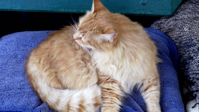 sweet-orange-cat-licks-its-fur
