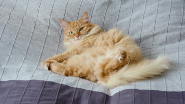 Cute-ginger-cat-lying-belly-up-in-bed-on-grey-blanket,-Fluffy-pet-is-going-to-sleep.-Cozy-home-background.-Flat-profile
