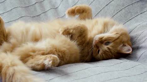 Süße-Ingwer-Katze-liegen-Bauch-sich-im-Bett-auf-graue-Decke,-flauschige-Tier-wird-zum-schlafen.-Gemütliches-Zuhause-Hintergrund